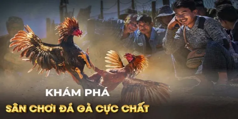 Cách Chơi Đá Gà GA28 Tại Alo88 Chi Tiết Cho Người Mới Bắt Đầu