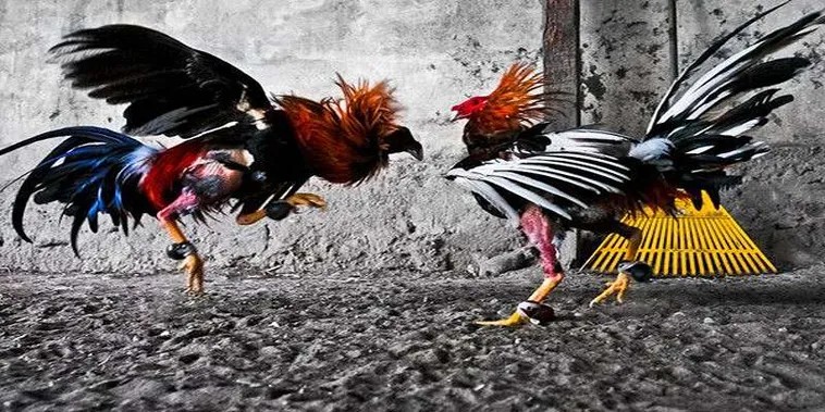 Cách Chơi Đá Gà GA28 Tại Alo88 Chi Tiết Cho Người Mới Bắt Đầu