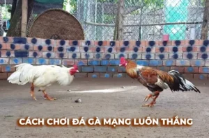 Cách Chơi Đá Gà Sabong Tại Alo88 Chi Tiết Cho Người Mới