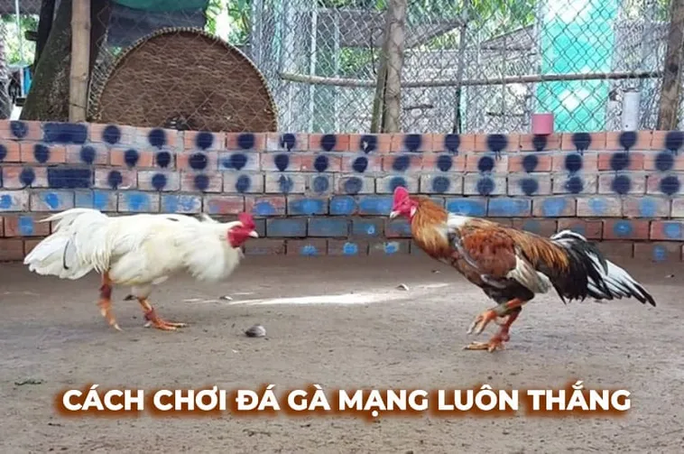 Cách Chơi Đá Gà Sabong Tại Alo88 Chi Tiết Cho Người Mới